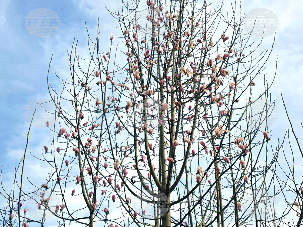 Видин - Магнолия