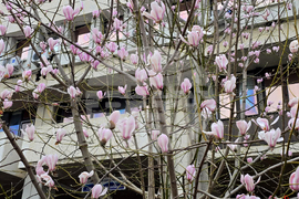 Видин - Магнолия