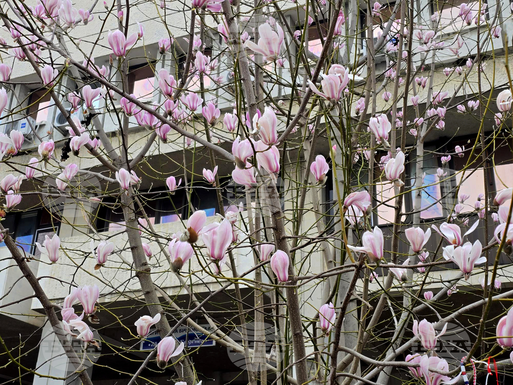 Видин - Магнолия