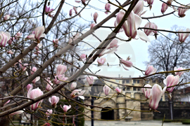 Видин - Магнолия