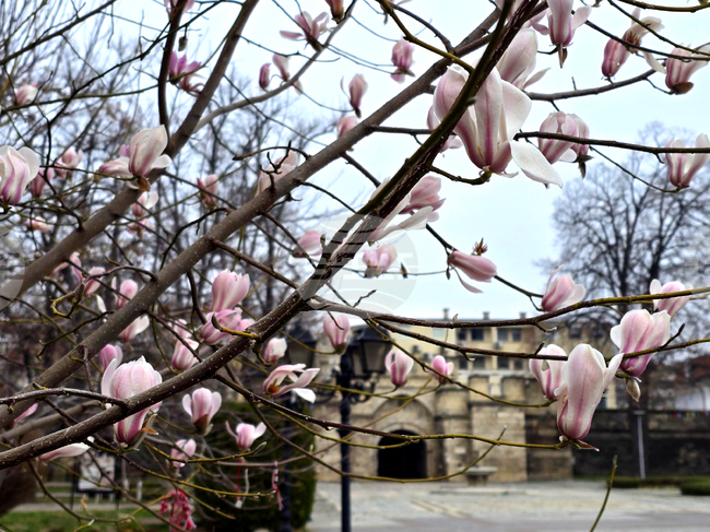 Видин - Магнолия