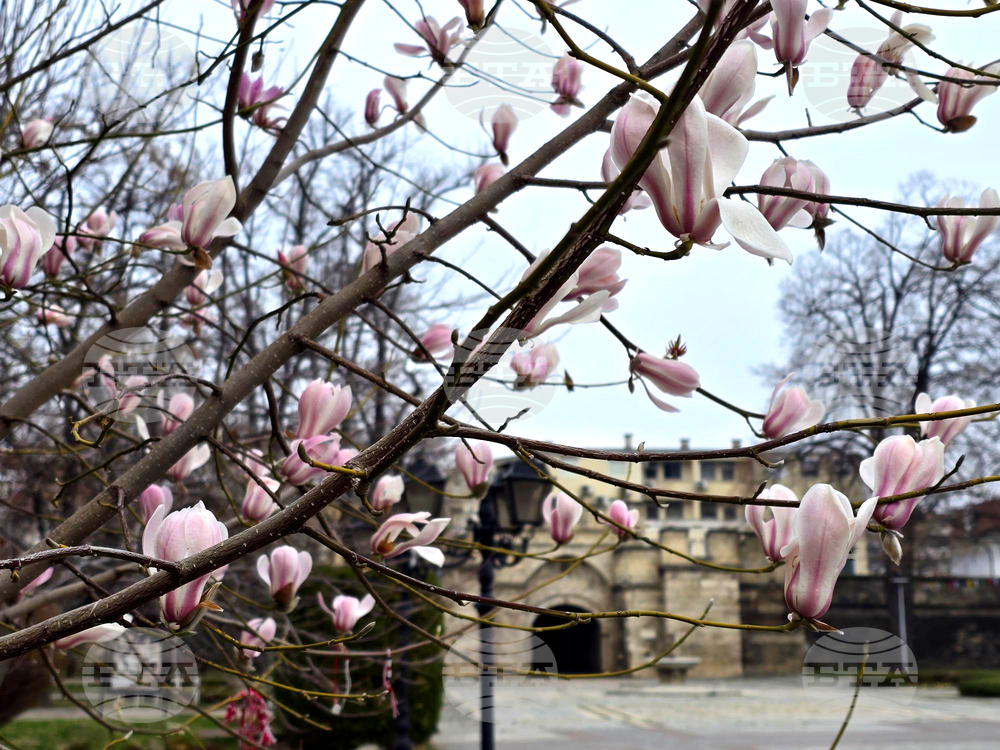 Видин - Магнолия