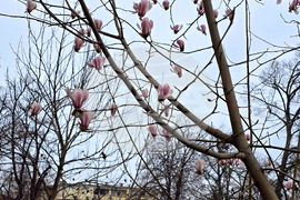 Видин - Магнолия