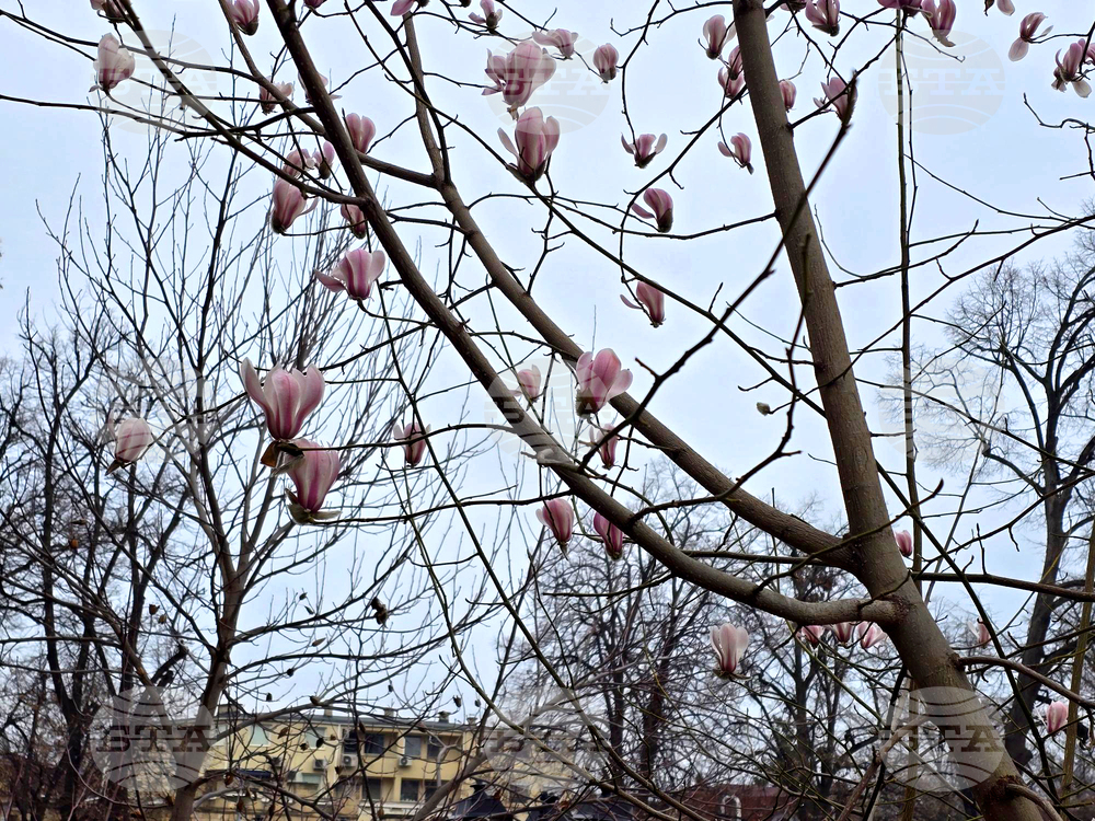 Видин - Магнолия