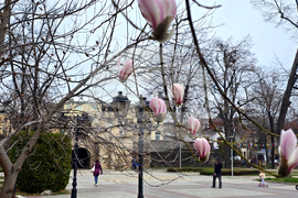 Видин - Магнолия