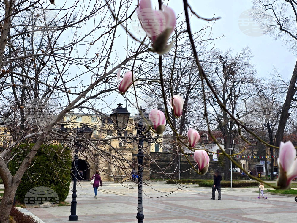 Видин - Магнолия