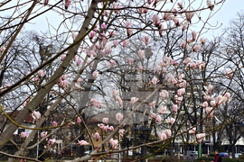 Видин - Магнолия