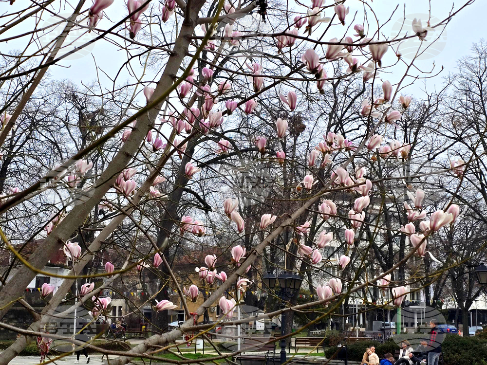 Видин - Магнолия