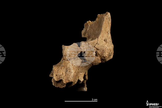 Нидерландия ще върне на Индонезия важна колекция от вкаменелости