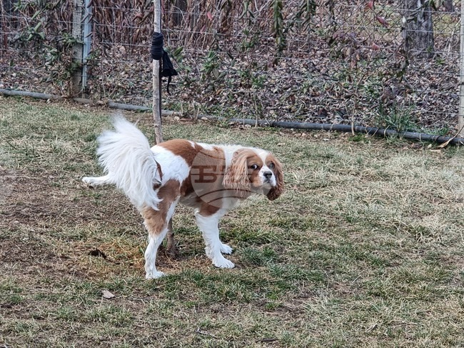 В края на март в Сливен ще се извършва безплатна кастрация на котки и кучета