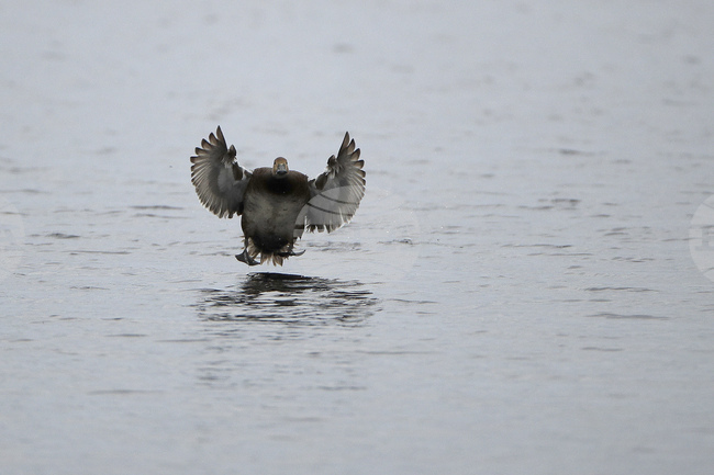 Патица е била засечена от радар на пътната полиция в швейцарски град да лети с "превишена скорост" 