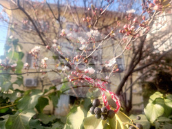 Турция - Анкара - мартеници