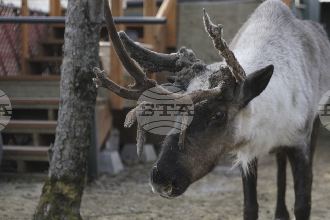 Популацията на северните елени в Арктика може да намалее с 80% до 2100 г., показва проучване