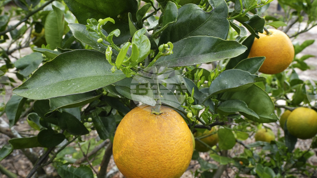 Учени определят зрелостта на плодовете чрез сканиране на листата на дърветата 