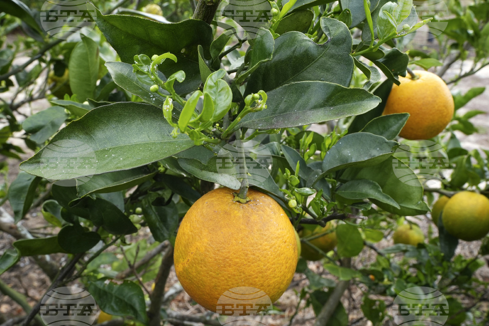 Учени определят зрелостта на плодовете чрез сканиране на листата на дърветата 