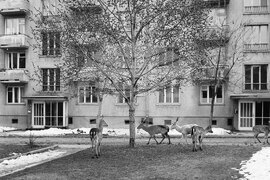 Елени в София