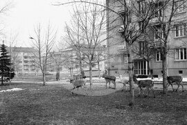 Елени в София