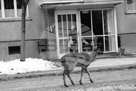 Елени в София