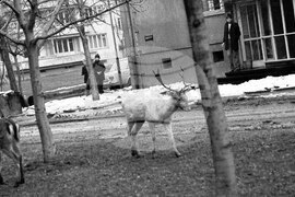 Елени в София