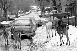 Елени в София