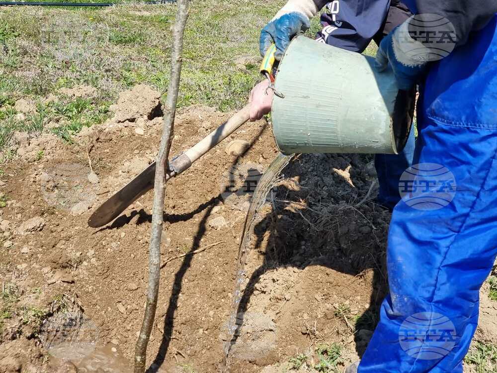 Залесителна акция ще се състои в Болярово по повод Седмицата на гората