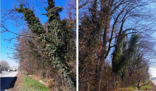 Средните минимално необходими годишни разходи за парк „Врана“ са приблизително 500 000 лв., според Столична община 