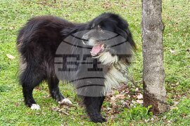 Пловдив - Каракачански кучета - юбилейна изложба