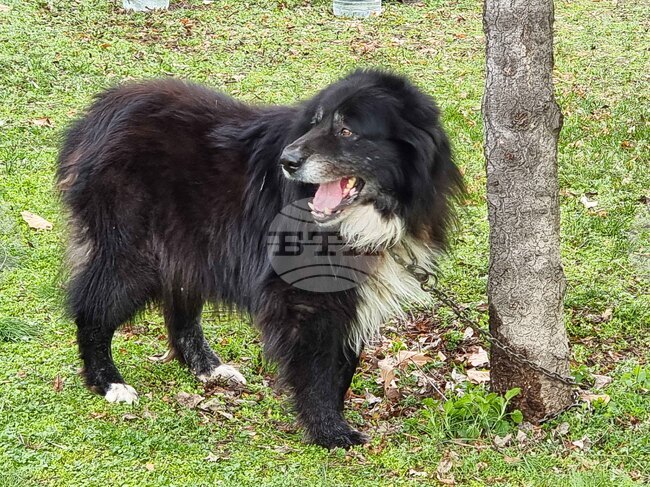 Национална юбилейна изложба на каракачански кучета се състоя в Аграрния университет в Пловдив 