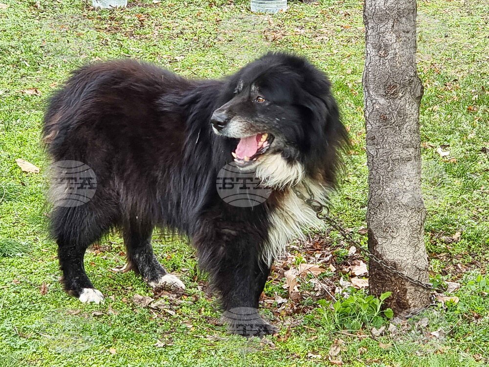 Пловдив - Каракачански кучета - юбилейна изложба