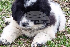 Пловдив - Каракачански кучета - юбилейна изложба