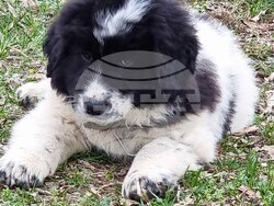 Пловдив - Каракачански кучета - юбилейна изложба