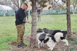 Пловдив - Каракачански кучета - юбилейна изложба