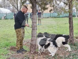 Пловдив - Каракачански кучета - юбилейна изложба