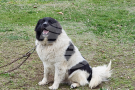 Пловдив - Каракачански кучета - юбилейна изложба