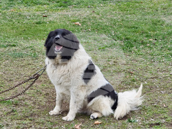 Пловдив - Каракачански кучета - юбилейна изложба