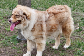 Пловдив - Каракачански кучета - юбилейна изложба