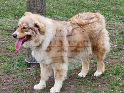 Пловдив - Каракачански кучета - юбилейна изложба