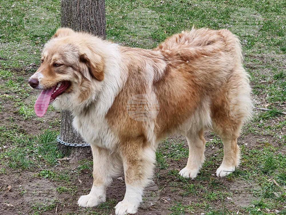 Пловдив - Каракачански кучета - юбилейна изложба