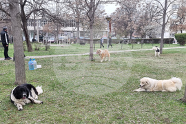 Пловдив - Каракачански кучета - юбилейна изложба