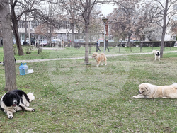 Пловдив - Каракачански кучета - юбилейна изложба