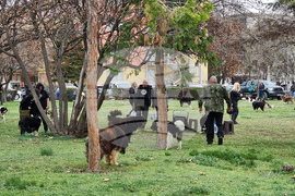 Пловдив - Каракачански кучета - юбилейна изложба