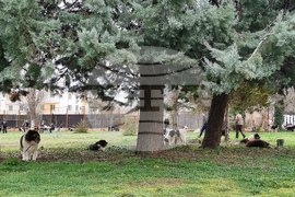 Пловдив - Каракачански кучета - юбилейна изложба