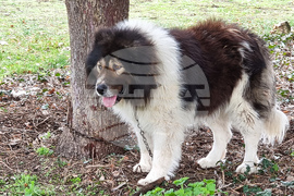 Пловдив - Каракачански кучета - юбилейна изложба