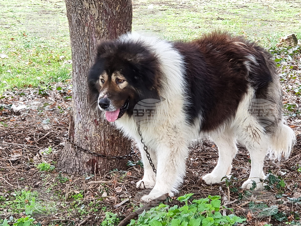 Кметът на Самоков възложи проверки по домакинствата за актуализация на данните за домашни кучета