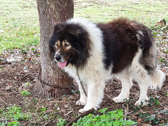 Пловдив - Каракачански кучета - юбилейна изложба