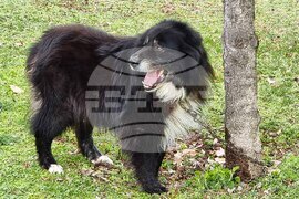 Пловдив - Каракачански кучета - юбилейна изложба