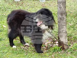 Пловдив - Каракачански кучета - юбилейна изложба