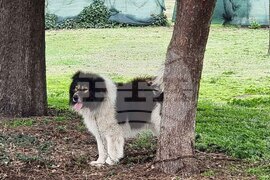 Пловдив - Каракачански кучета - юбилейна изложба