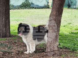 Пловдив - Каракачански кучета - юбилейна изложба