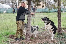 Пловдив - Каракачански кучета - юбилейна изложба
